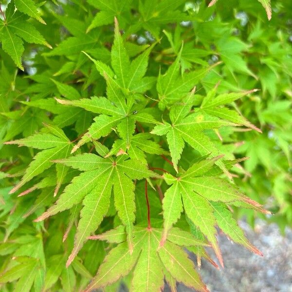 Acer japonicum পাতা