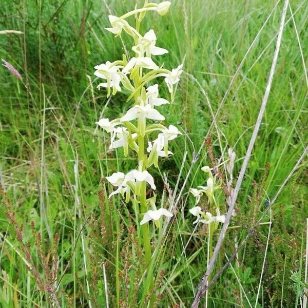 Platanthera chlorantha Virág