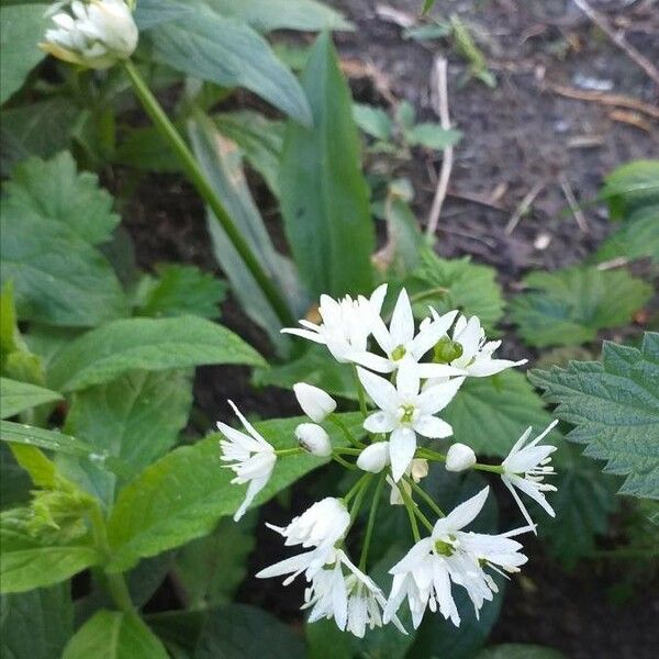 Allium ursinum Kukka