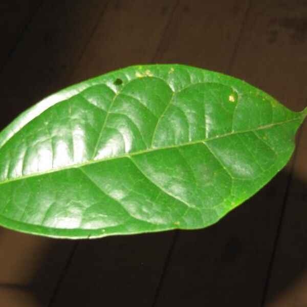 Glycydendron amazonicum