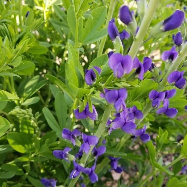 Baptisia australis Blomst