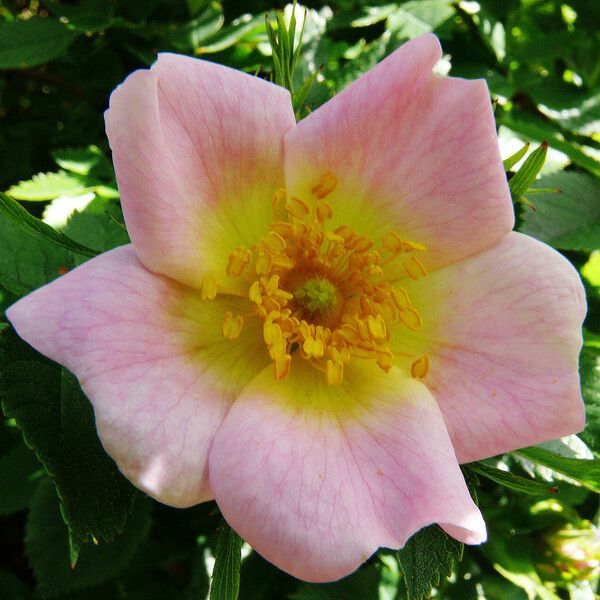 Rosa dumalis Flor