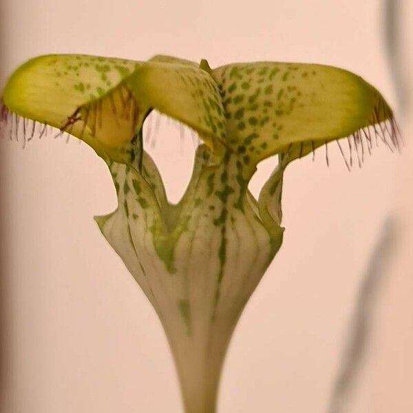 Ceropegia sandersonii Цвят