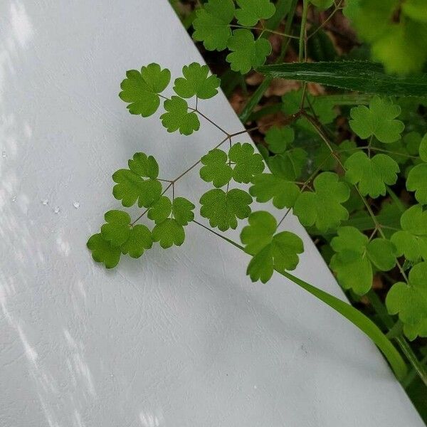 Thalictrum dioicum Leaf