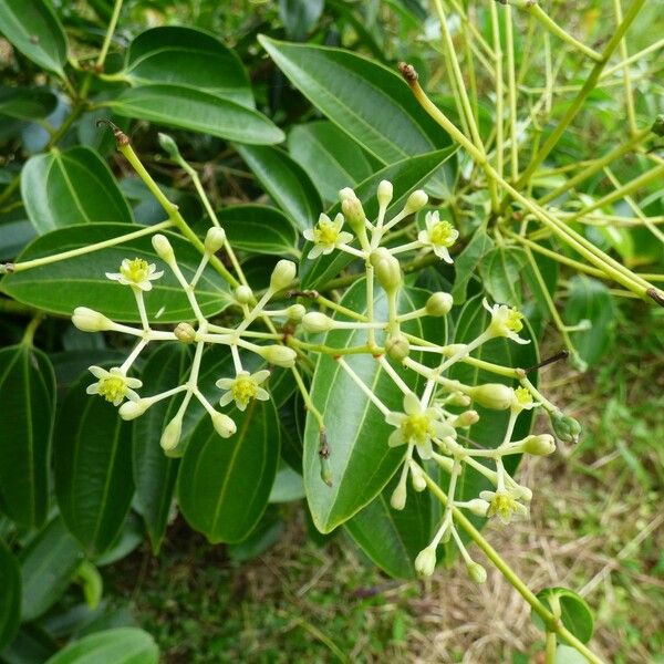 Cinnamomum verum Blomma