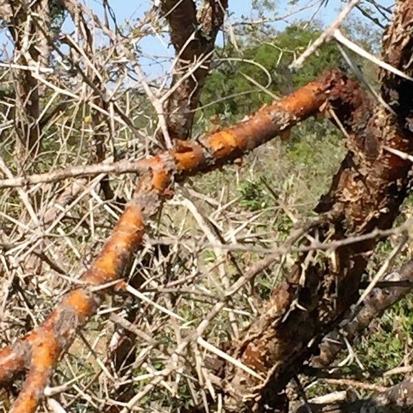 Vachellia exuvialis Bark