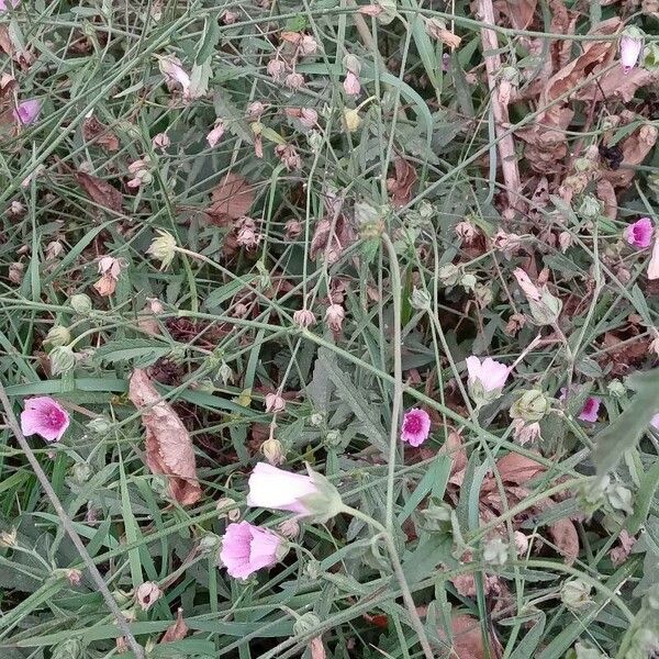 Althaea cannabina 形态