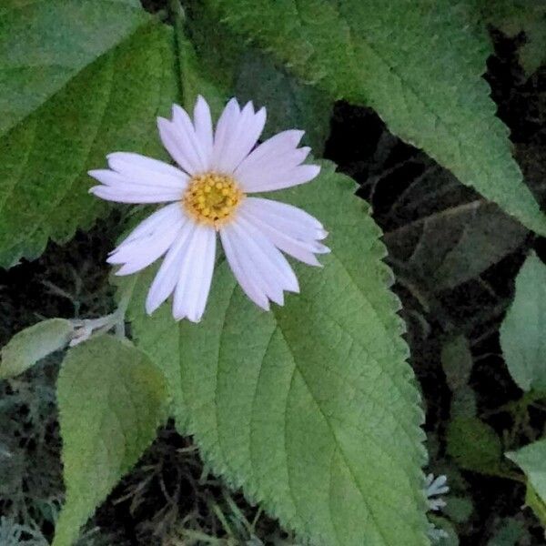 Cosmos parviflorus Flower