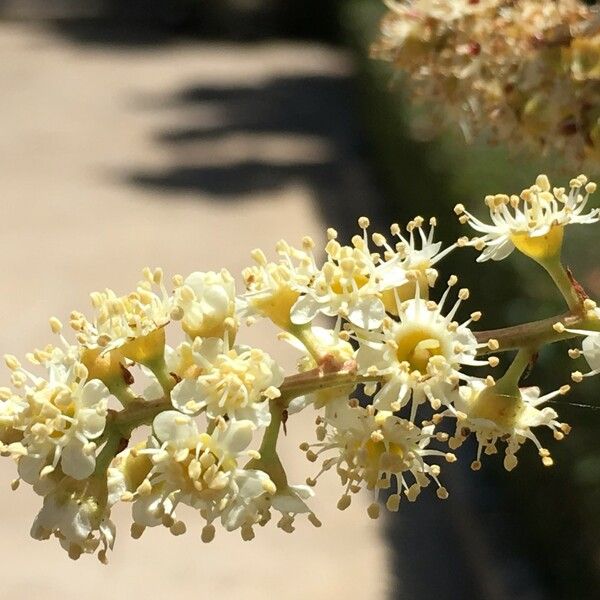 Prunus ilicifolia Blomst