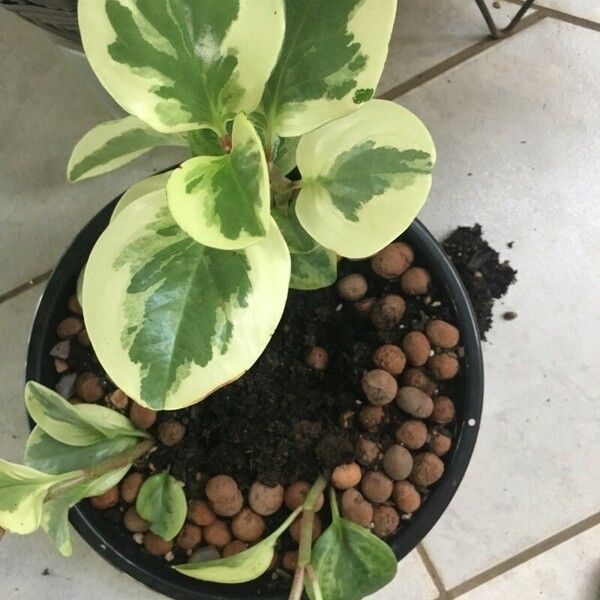 Peperomia magnoliifolia Лист