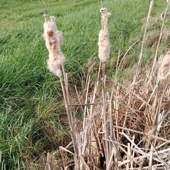 Typha latifolia Habit