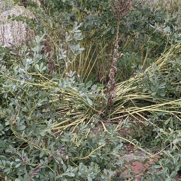 Baptisia australis Habitus