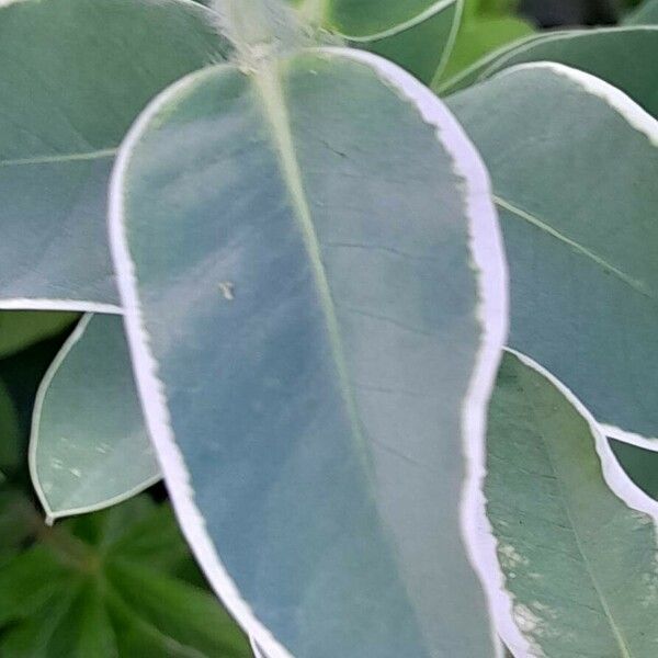 Euphorbia marginata Yaprak
