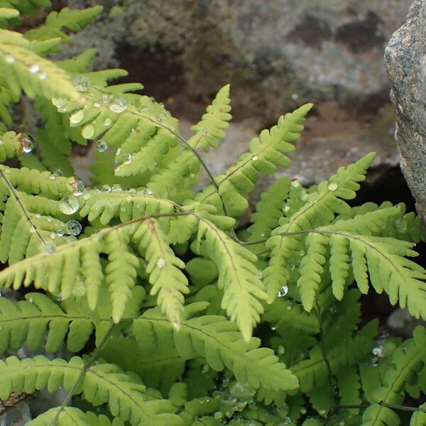 Gymnocarpium dryopteris Leaf