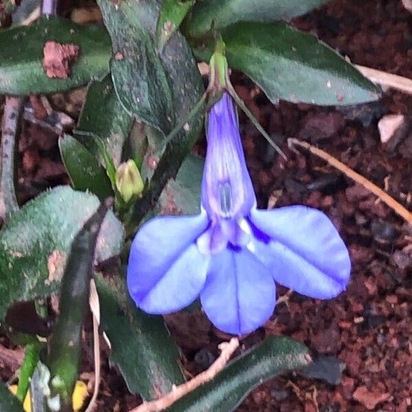 Lobelia erinus Fleur