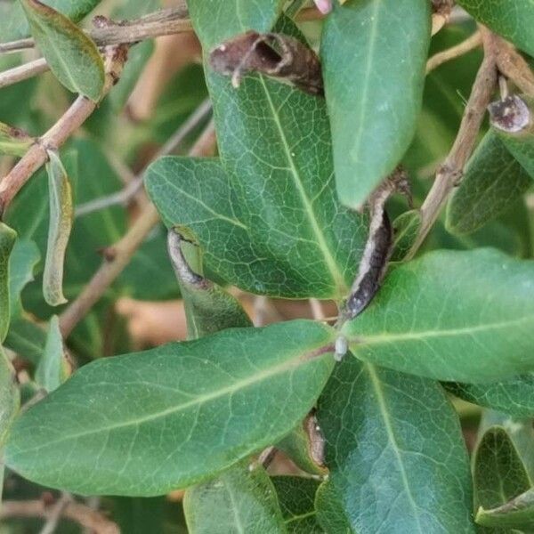 Lonicera implexa 叶