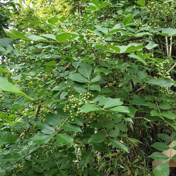 Zanthoxylum bungeanum 整株植物