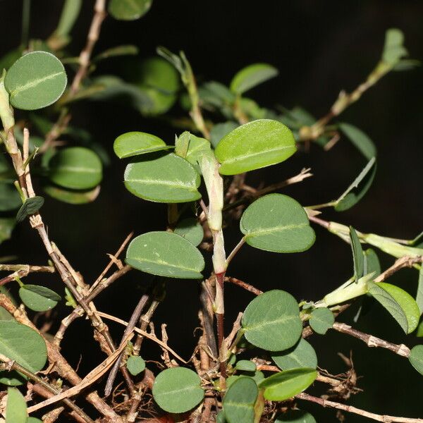 Alysicarpus vaginalis Blad