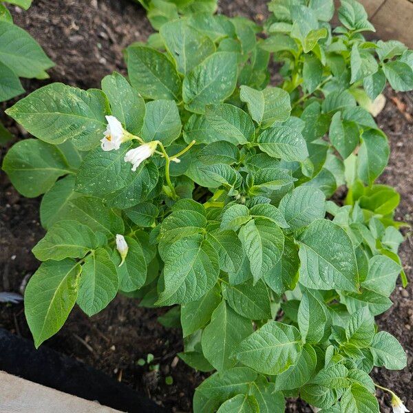 Solanum tuberosum Hábitos