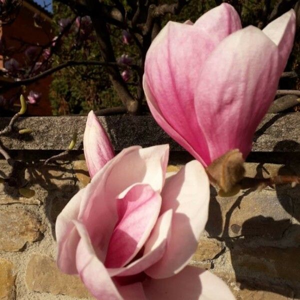 Magnolia × soulangeana Blüte