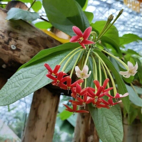 Combretum indicum Flower