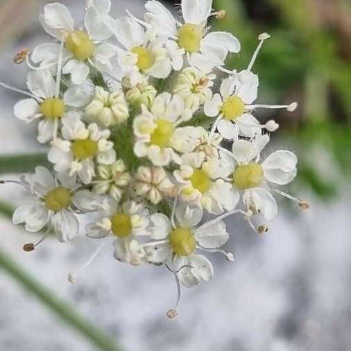 Athamanta cretensis Kvet
