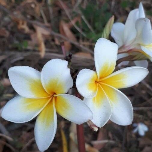 Plumeria rubra Flower