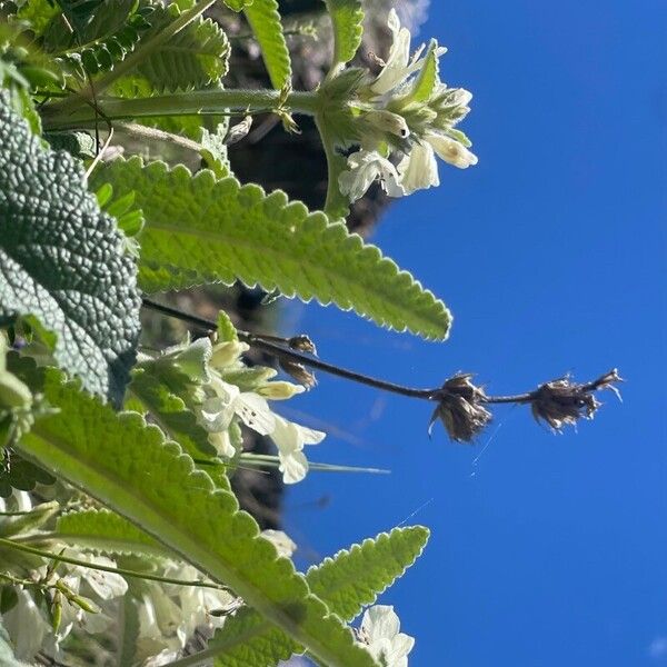 Stachys maritima Цветок