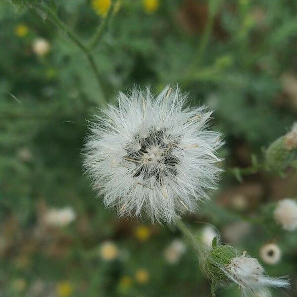 Senecio viscosus Vrucht