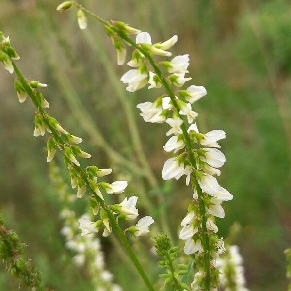 Melilotus albus Virág