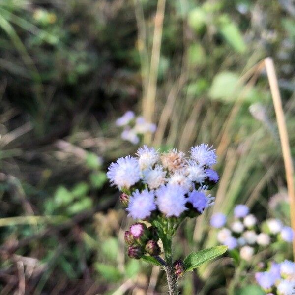 Ageratum conyzoides ᱵᱟᱦᱟ