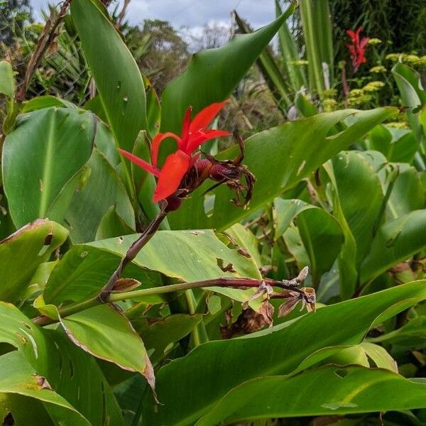 Canna indica Kvet