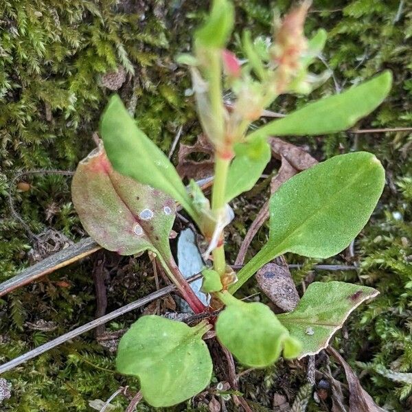 Rumex bucephalophorus برگ