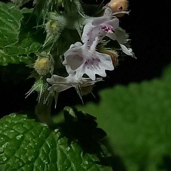 Nepeta cataria Cvet