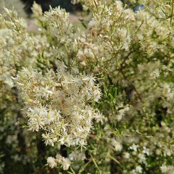 Clematis flammula फूल