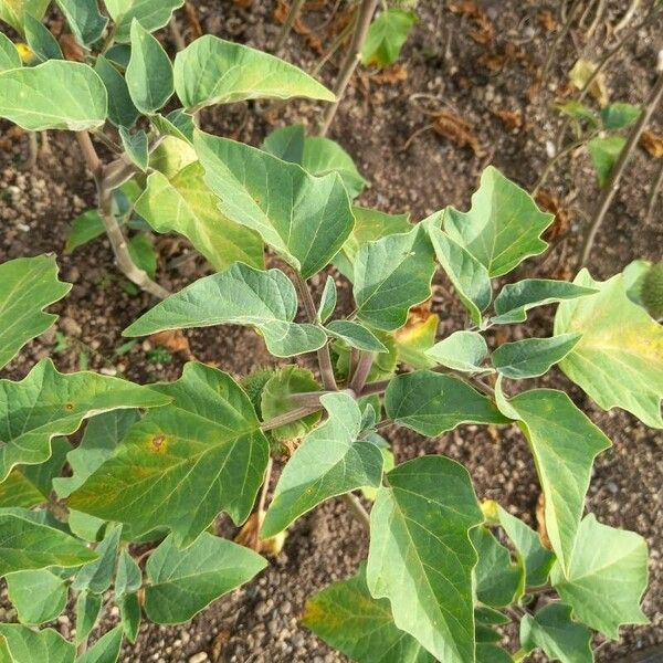 Datura wrightii Frunză