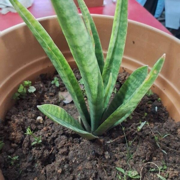 Dracaena hyacinthoides List