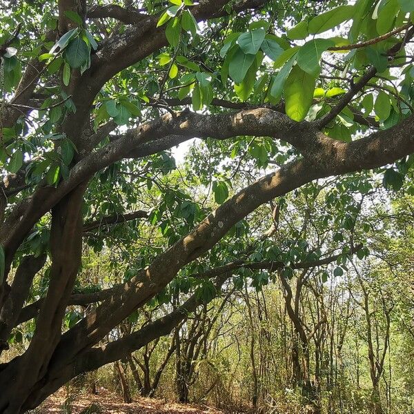 Ficus lutea Habit