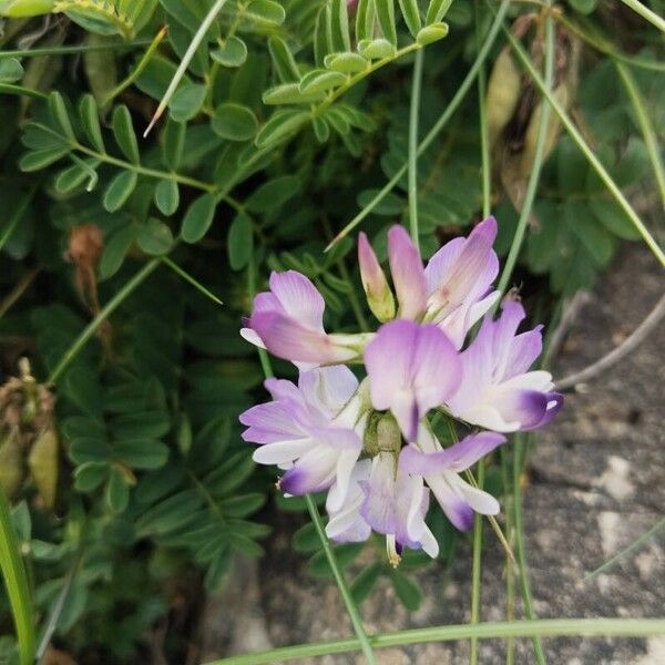 Astragalus alpinus Blüte