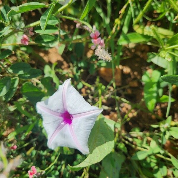 Ipomoea mombassana Flower