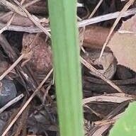 Allium subhirsutum Blad