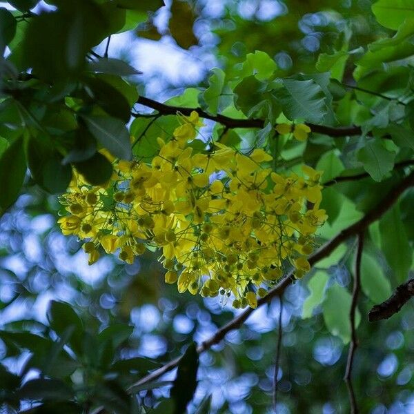 Cassia fistula Flower