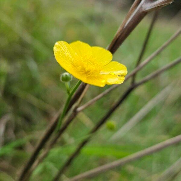 Ranunculus acris Květ