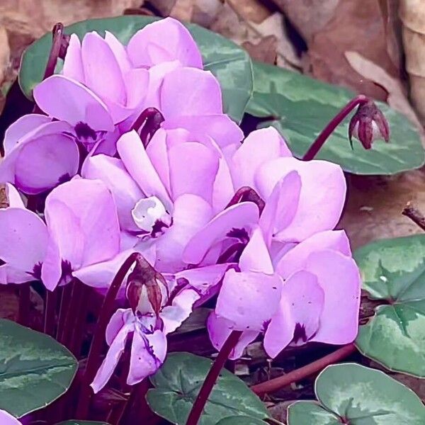 Cyclamen coum Flower