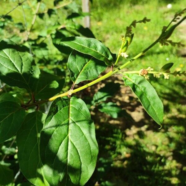 Syringa josikaea Levél