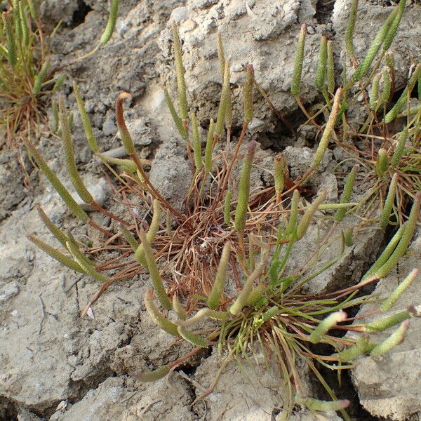 Ranunculus minimus Habit