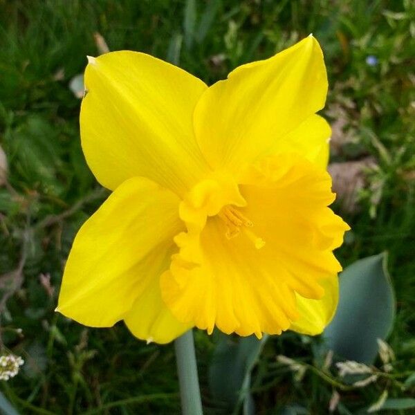 Narcissus pseudonarcissus Fiore