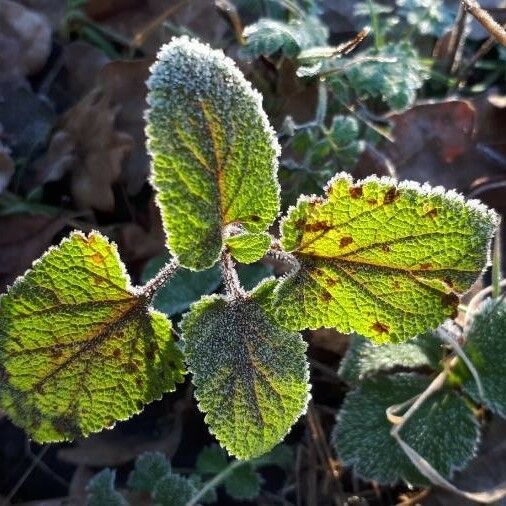 Teucrium scorodonia Levél