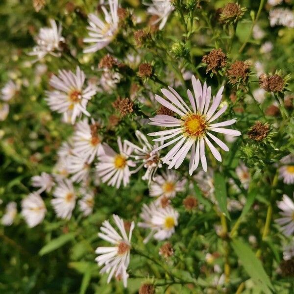 Symphyotrichum lanceolatum 花