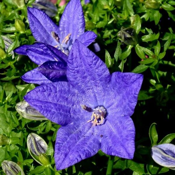 Campanula carpatica Cvet